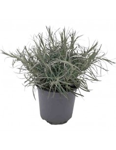 HELICHRYSUM ITALICUM Vaso diametro 14 cm 2