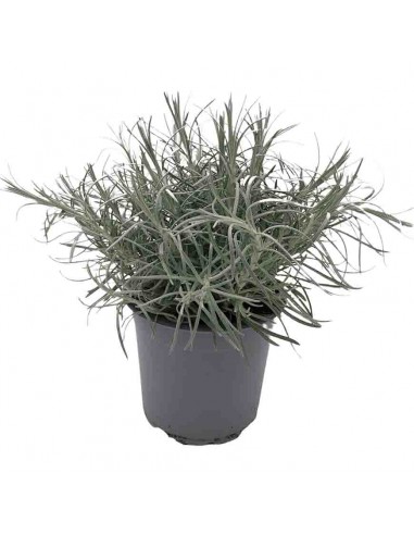 HELICHRYSUM ITALICUM Vaso diametro 14 cm