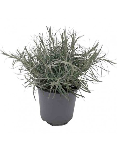 HELICHRYSUM ITALICUM Vaso diametro 14 cm