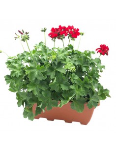 GERANIO ZONALE " PELTATUM" Vaschetta da 40 cm