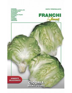 SEMI DI CICORIA MANTOVANA foglie verde scuro e croccanti