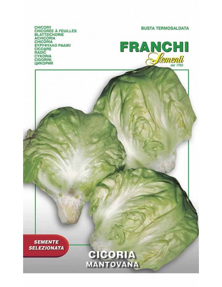 SEMI DI CICORIA MANTOVANA foglie verde scuro e croccanti