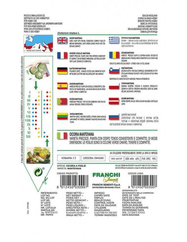 SEMI DI CICORIA MANTOVANA foglie verde scuro e croccanti