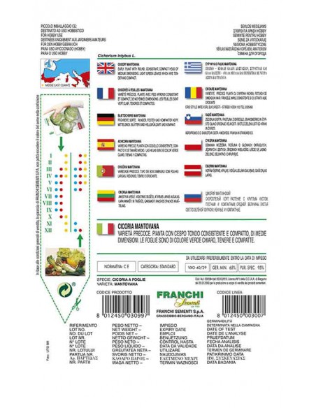 SEMI DI CICORIA MANTOVANA foglie verde scuro e croccanti