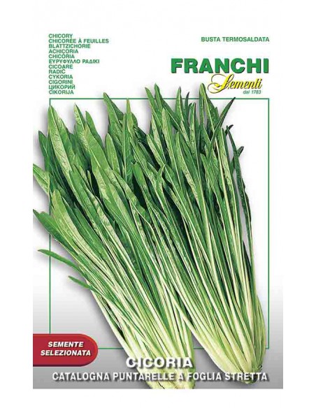 CICORIA CATATALOGNA Varietà "PUNTARELLE" Gusto unico