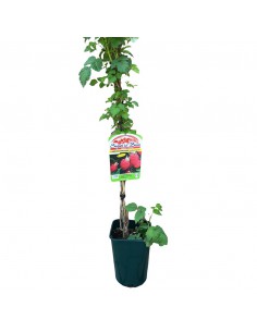 LAMPONE PRECOCE SENZA SPINE Diametro vaso 18 ALTO 2