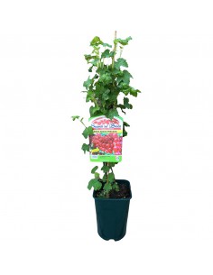 RIBES ROSSO PRECOCE Diametro vaso 18 ALTO 2