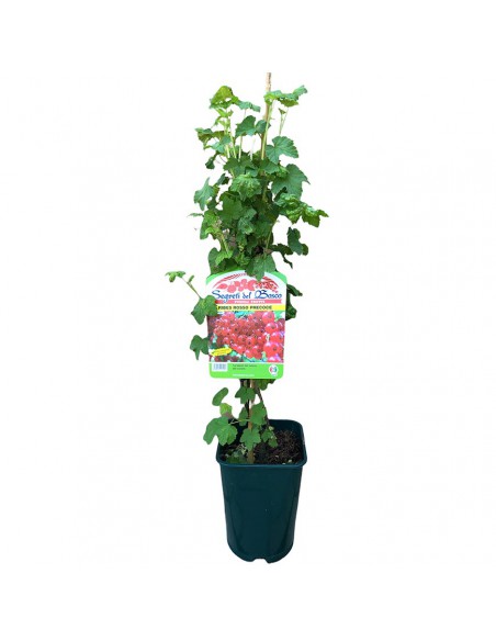 RIBES ROSSO PRECOCE Diametro vaso 18 ALTO