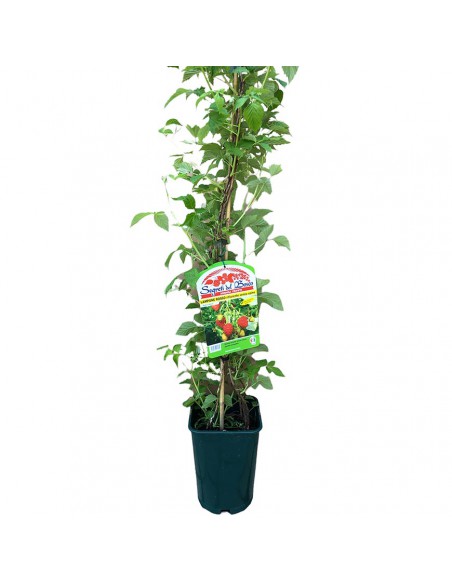LAMPONE ROSSO SENZA SPINE RIFIORENTE Diametro vaso 18 ALTO