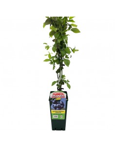 MIRTILLO GIGANTE PRECOCE diametro vaso 12 ALTO 2