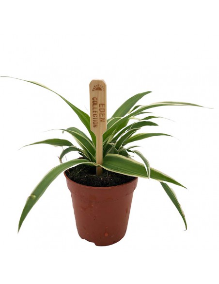 CHLOROPHYTUM COMOSUM OCEAN Vaso diametro  5.5 cm