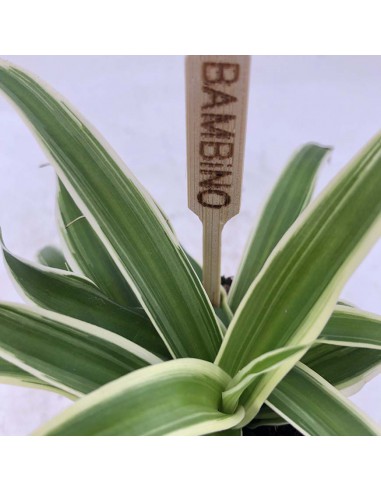 CHLOROPHYTUM COMOSUM OCEAN Vaso diametro  5.5 cm