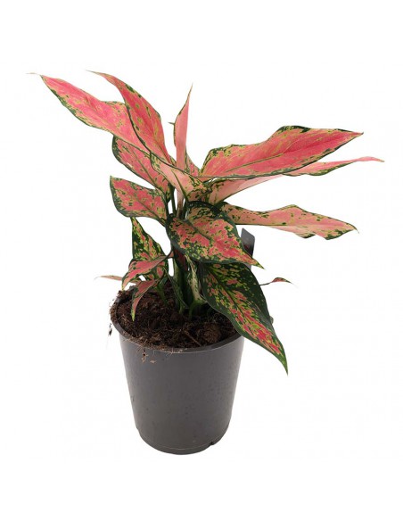 AGLAONEMA CHERRY BABY Vaso diametro 12 cm