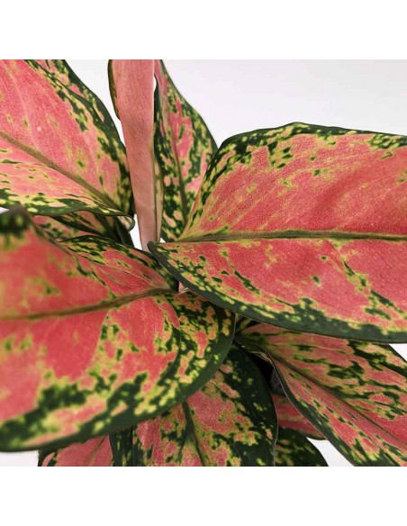 AGLAONEMA CHERRY BABY Vaso diametro 12 cm