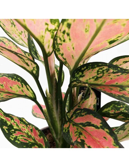 AGLAONEMA CHERRY BABY Vaso diametro 12 cm