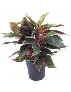 AGLAONEMA JUNGLE RED Vaso diametro 19 cm