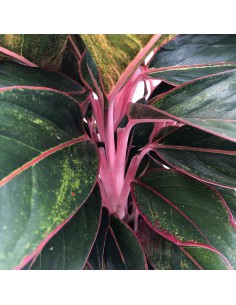 AGLAONEMA JUNGLE RED Vaso diametro 19 cm 2