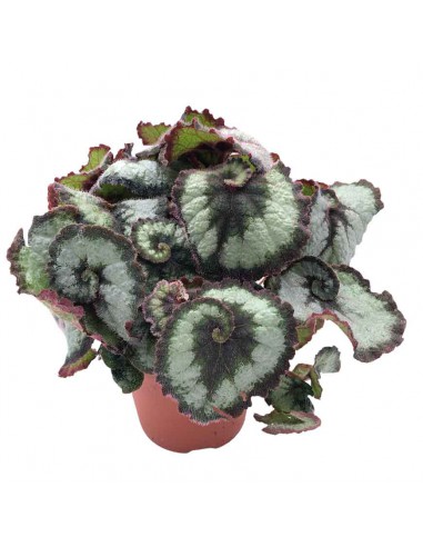BEGONIA LEAF OTHER "PRINSESSOF HANOVER" V 12 cm