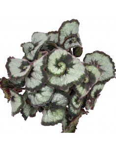 BEGONIA LEAF OTHER "PRINSESSOF HANOVER" V 12 cm 2