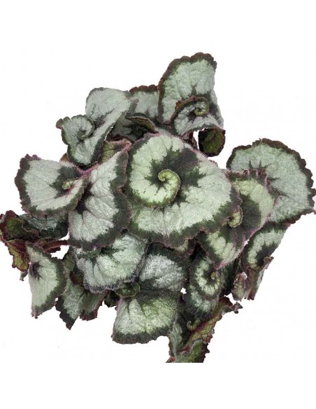 BEGONIA LEAF OTHER "PRINSESSOF HANOVER" V 12 cm