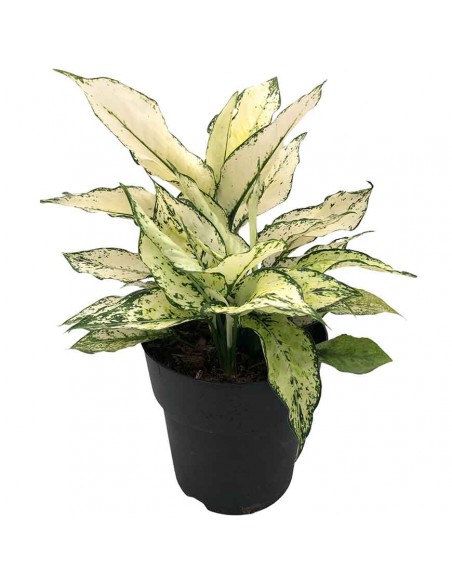 AGLAONEMA "WHITE KIWI" Vaso diametro 19 cm