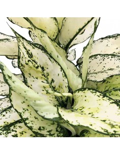 AGLAONEMA "WHITE KIWI" Vaso diametro 19 cm 2