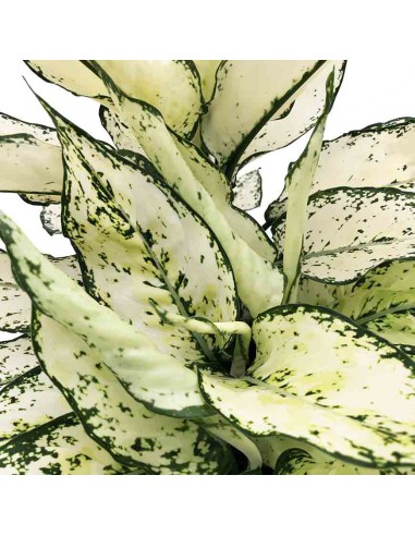 AGLAONEMA "WHITE KIWI" Vaso diametro 19 cm