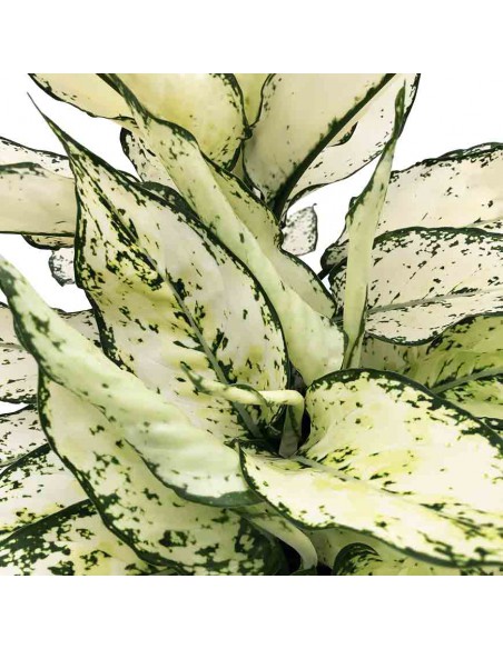 AGLAONEMA "WHITE KIWI" Vaso diametro 19 cm