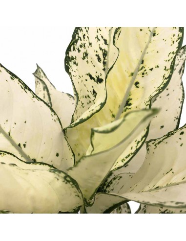 AGLAONEMA "WHITE KIWI" Vaso diametro 19 cm