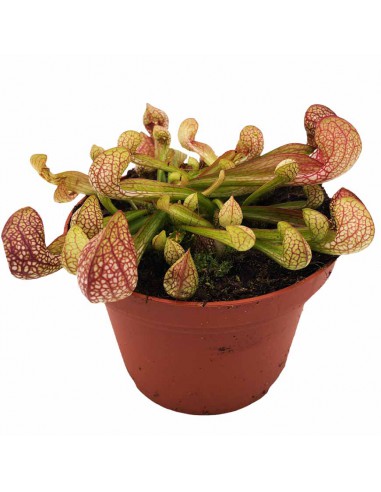 SARRACENIA PSITTACINA Vaso diametro 12 cm (P. Carnivora)