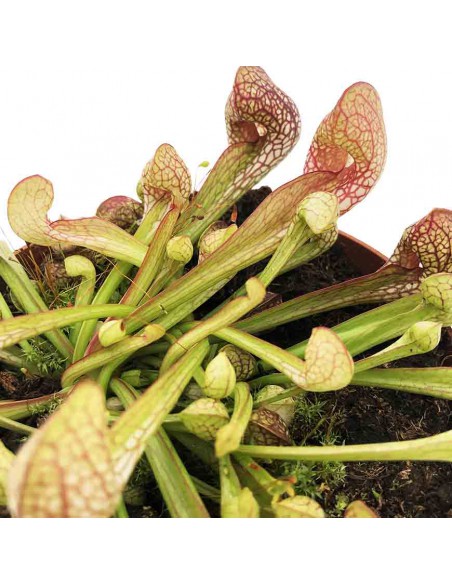 SARRACENIA PSITTACINA Vaso diametro 12 cm (P. Carnivora)