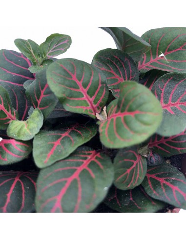 FITTONIA BUBBLE RED Diametro vaso 8.5 Cm