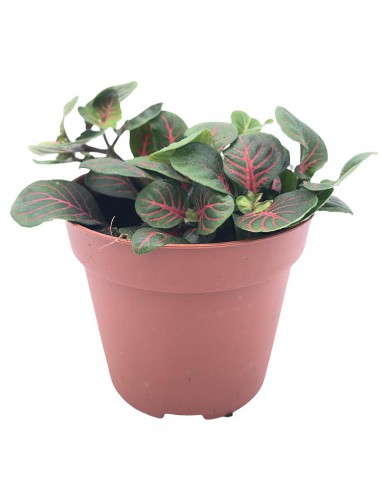 FITTONIA BUBBLE RED Diametro vaso 8.5 Cm