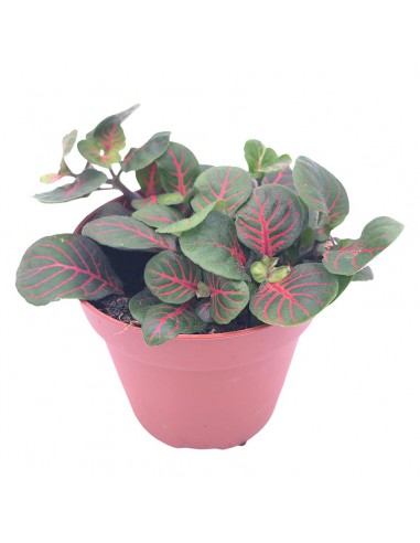 FITTONIA BUBBLE RED Diametro vaso 8.5 Cm