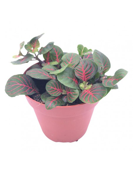 FITTONIA BUBBLE RED Diametro vaso 8.5 Cm