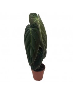 PHILODENDRON MELANOCHRYUM Diametro vaso 12 Cm 2