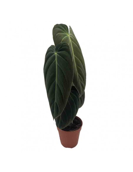 PHILODENDRON MELANOCHRYUM Diametro vaso 12 Cm