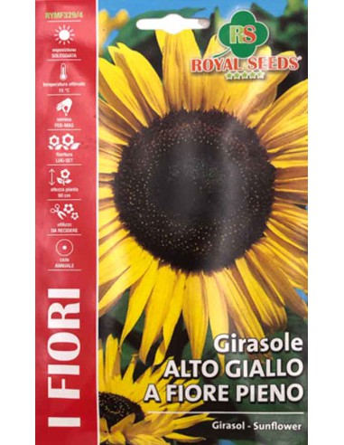 GIRASOLE ALTO GIALLO A FIORE PIENO