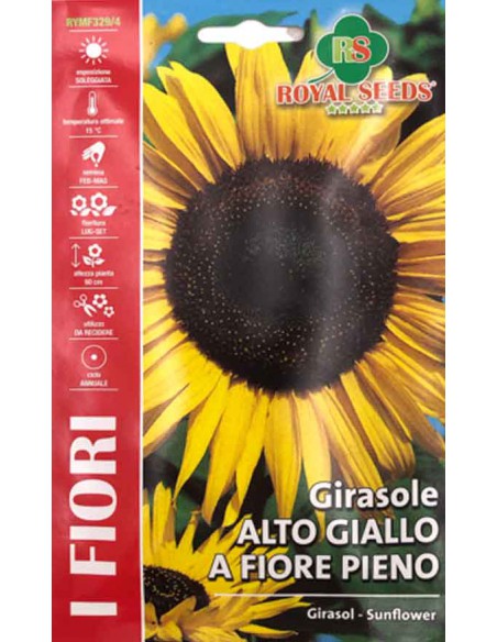 GIRASOLE ALTO GIALLO A FIORE PIENO