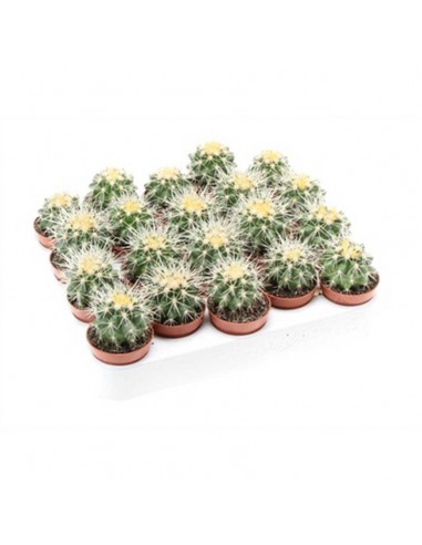 ECHINOCACTUS GRUSONII il Cuscino della Suocera