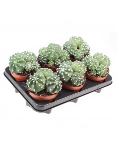 CACTUS ECHINOPSIS DENUDATUM Diametro vaso 12 cm 2