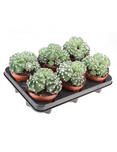 CACTUS ECHINOPSIS DENUDATUM Diametro vaso 12 cm
