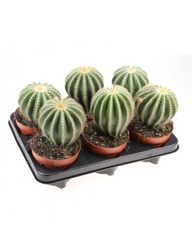 CACTUS NOTOCACTUS WARASSI SINGOLO vaso 12 cm
