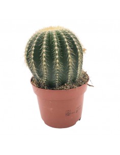 CACTUS NOTOCACTUS WARASSI SINGOLO vaso 12 cm