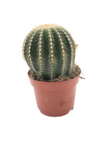 CACTUS NOTOCACTUS WARASSI SINGOLO Diametro vaso 12 cm