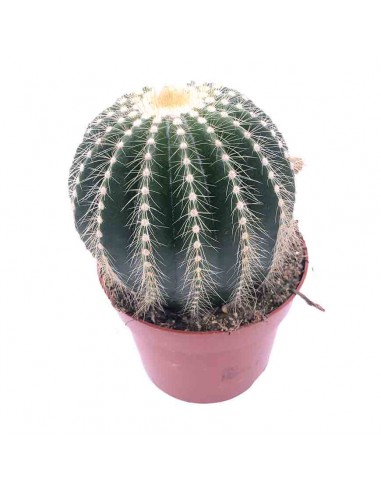 CACTUS NOTOCACTUS WARASSI SINGOLO vaso 12 cm