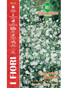SEMI DI GYPSOPHILA BIANCA Fiori bianchi puri e delicati
