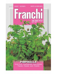 SEMI PIMPINELLA
