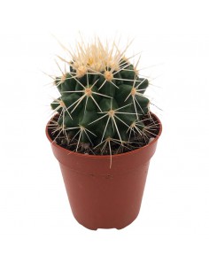 ECHINOCACTUS GRUSONII il Cuscino della Suocera
