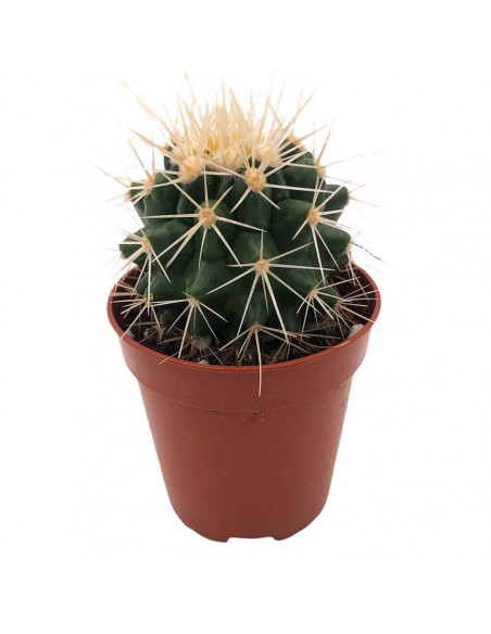 ECHINOCACTUS GRUSONII il Cuscino della Suocera
